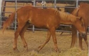 Todd River Downs Fire Fly, colt foal 2025, Angel Tanner photo