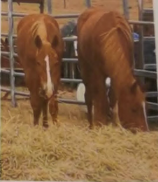 Todd River Downs Fire Fly, colt foal 2025, Angel Tanner photo