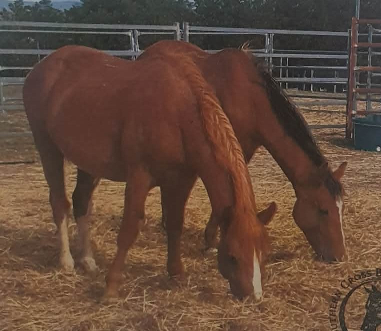 Todd River Downs stallions Harek and Cashman, Angel Tanner photo 2025