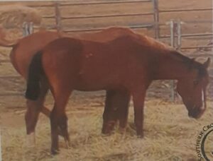Todd River Downs colt Radar, Angel Tanner photo 2025