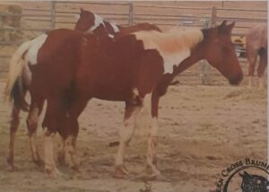 Todd River Downs colt Razor, Angel Tanner photo 2025