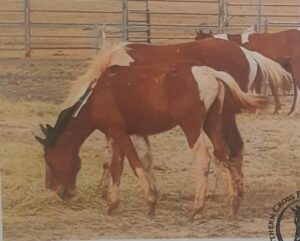Todd River Downs colt Shadow, Angel Tanner photo 2025