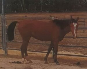 Todd River Downs stallion Tanami, Angel Tanner photo 2025