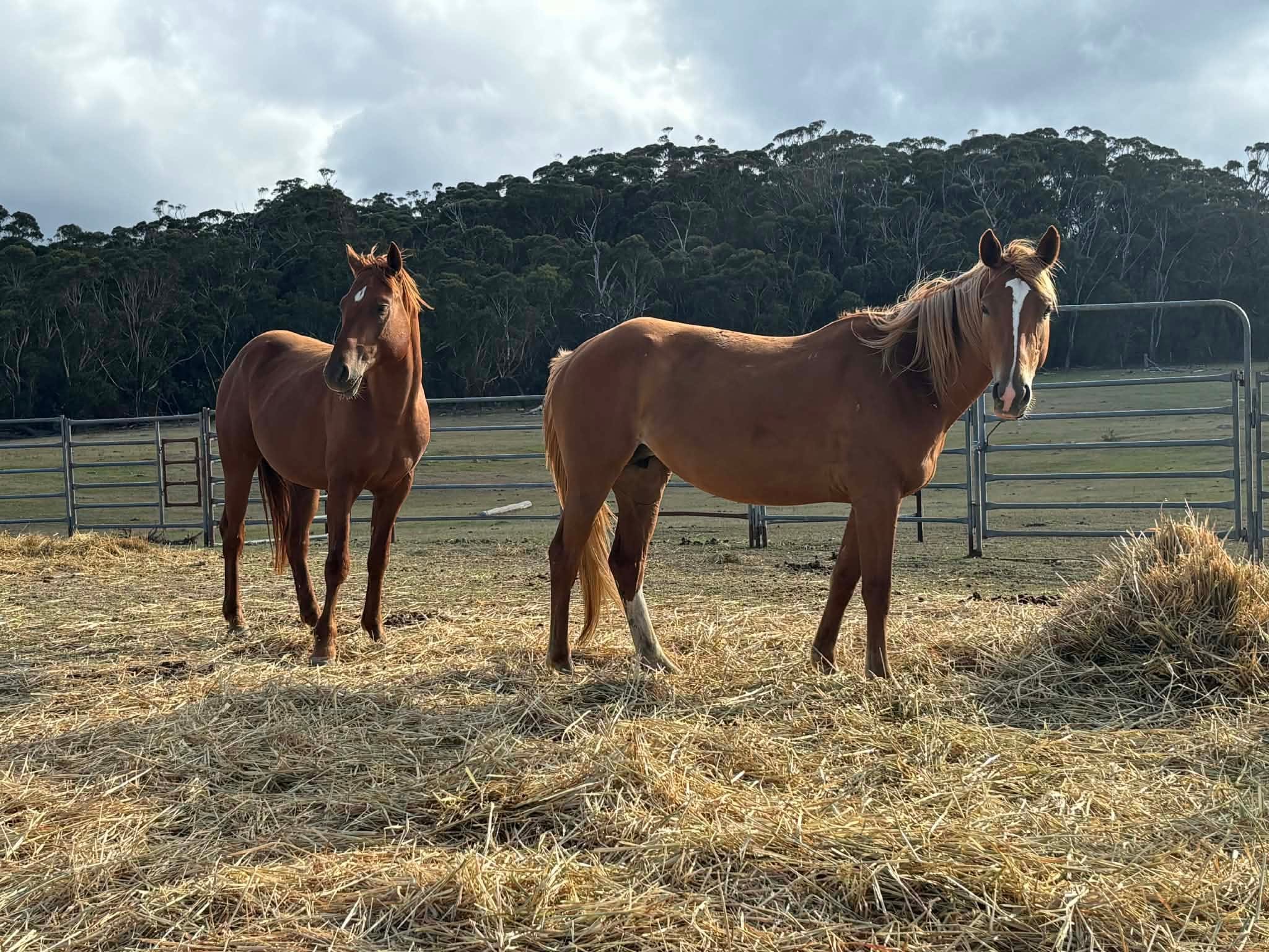 Todd River Downs mare Angie with foal Fire Fly, 2025 Angel Tanner photo