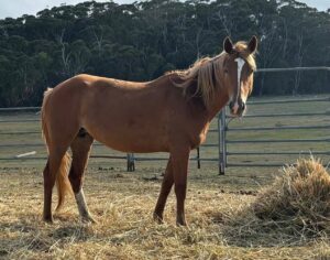 Todd River Downs mare Angie, 2025 Angel Tanner photo