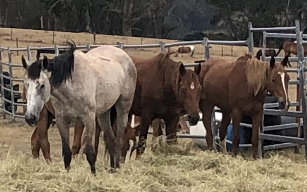 Todd River Downs Walers Willow, Loki and Angie, Angela Tiede photo December 2025