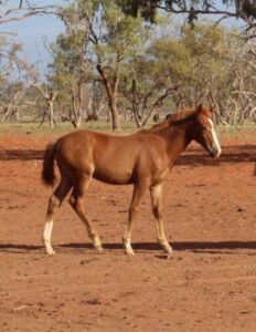 Todd River Downs colt foal Atoota, Fitzpatrick Contracting Services photo December 2025