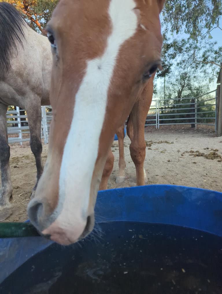 TRD colt foal Atoota playing with a hose, Berrigan NSW, Angel Tanner photo