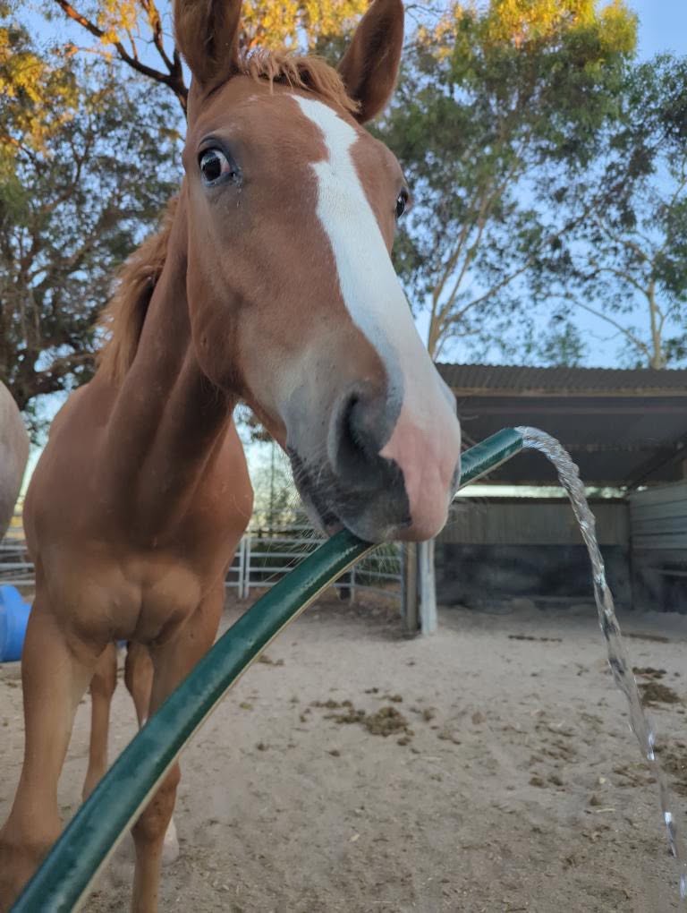 TRD colt foal Atoota playing with a hose, Berrigan NSW, Angel Tanner photo