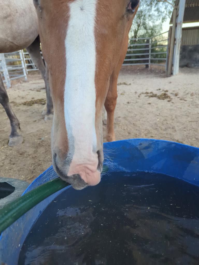 TRD colt foal Atoota playing with a hose, Berrigan NSW, Angel Tanner photo