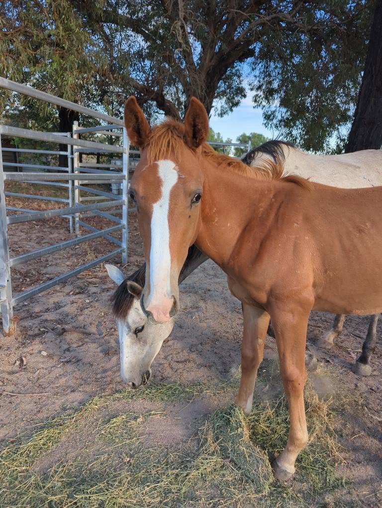 Todd River Downs colt foal Atoota, Angel Tanner photo 2026