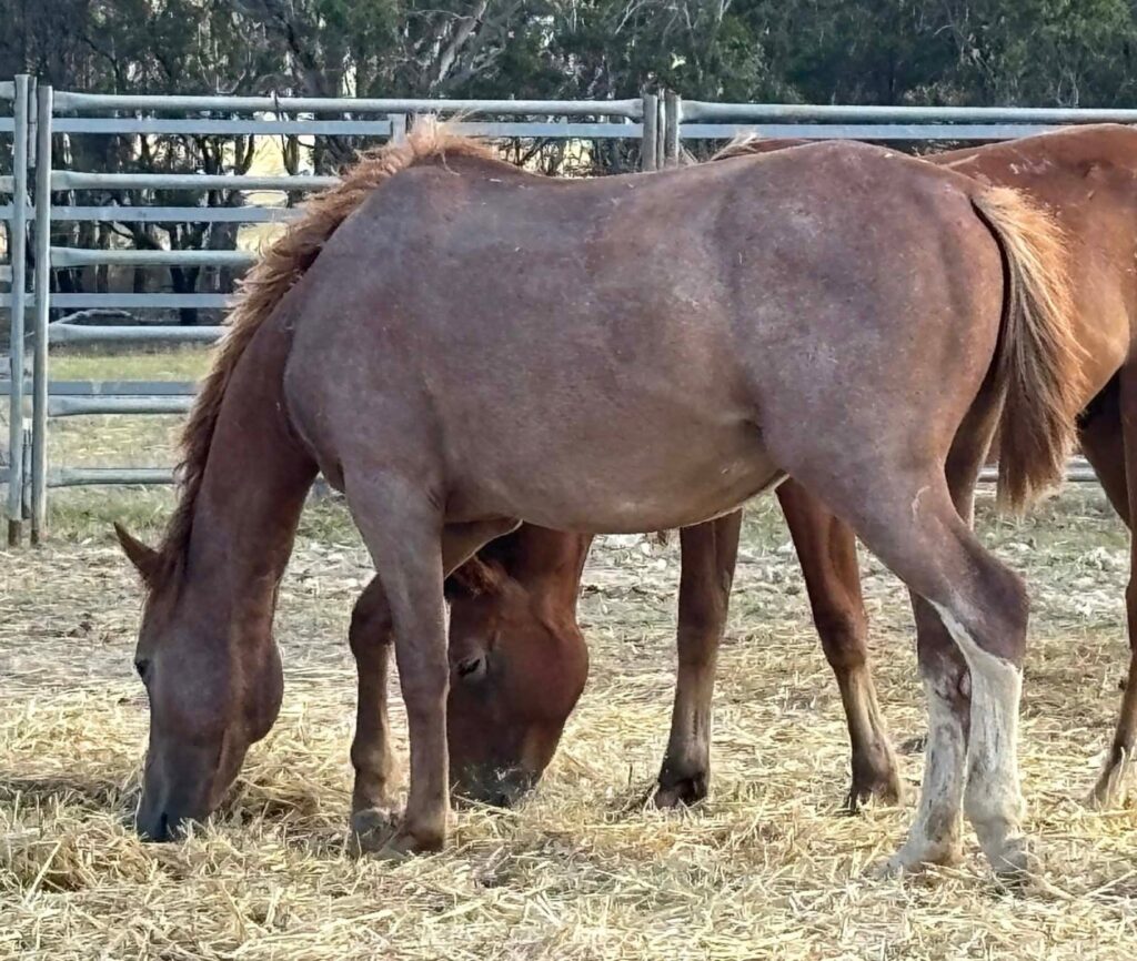 Todd River Stallion Bush Aura, Angel Tanner photo 2025