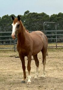 Todd River Stallion Bush Aura, Angel Tanner photo 2025