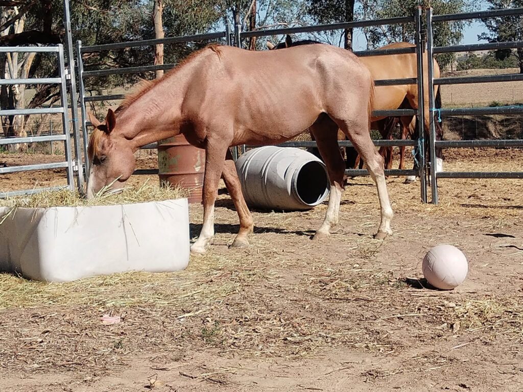 Todd River Stallion Bush Aura, Colleen Clancy photo 2026