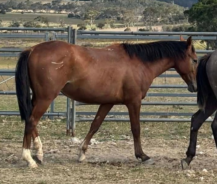 Todd River Downs stallion Cashman, December 2025, Angel Tanner photo