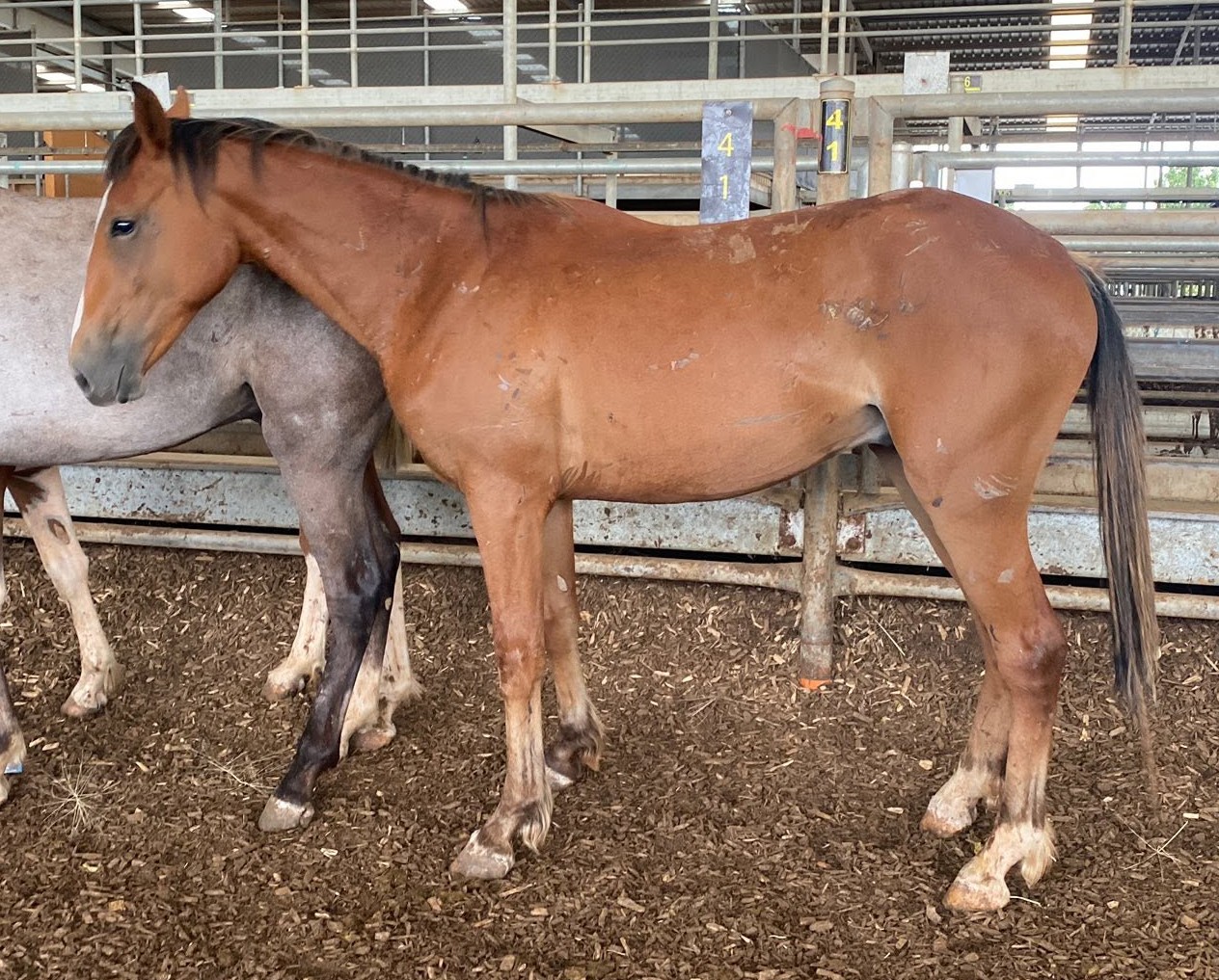 Todd River Downs stallion Cashman, Echuca yards December 2025, Aaron Douglas photo