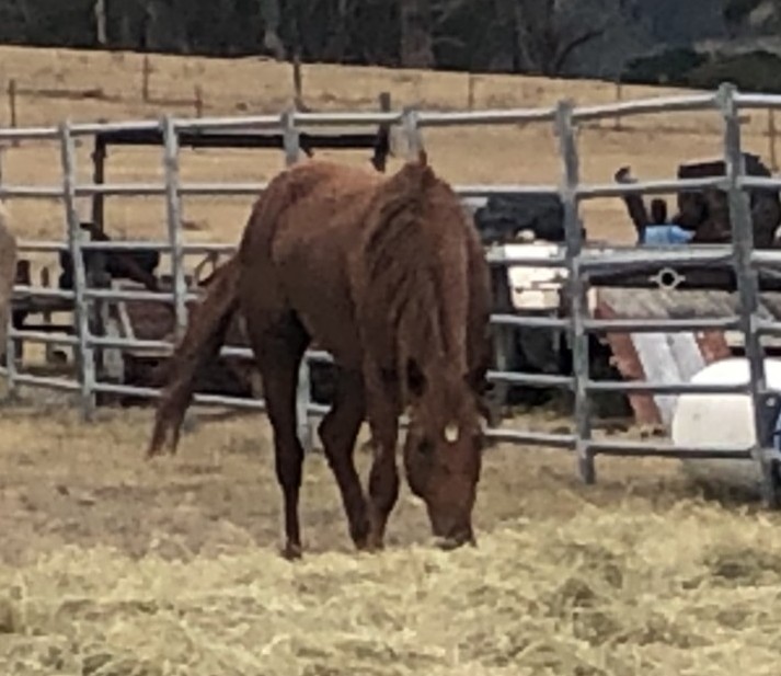 Todd River Downs stallion Loki, 2025 