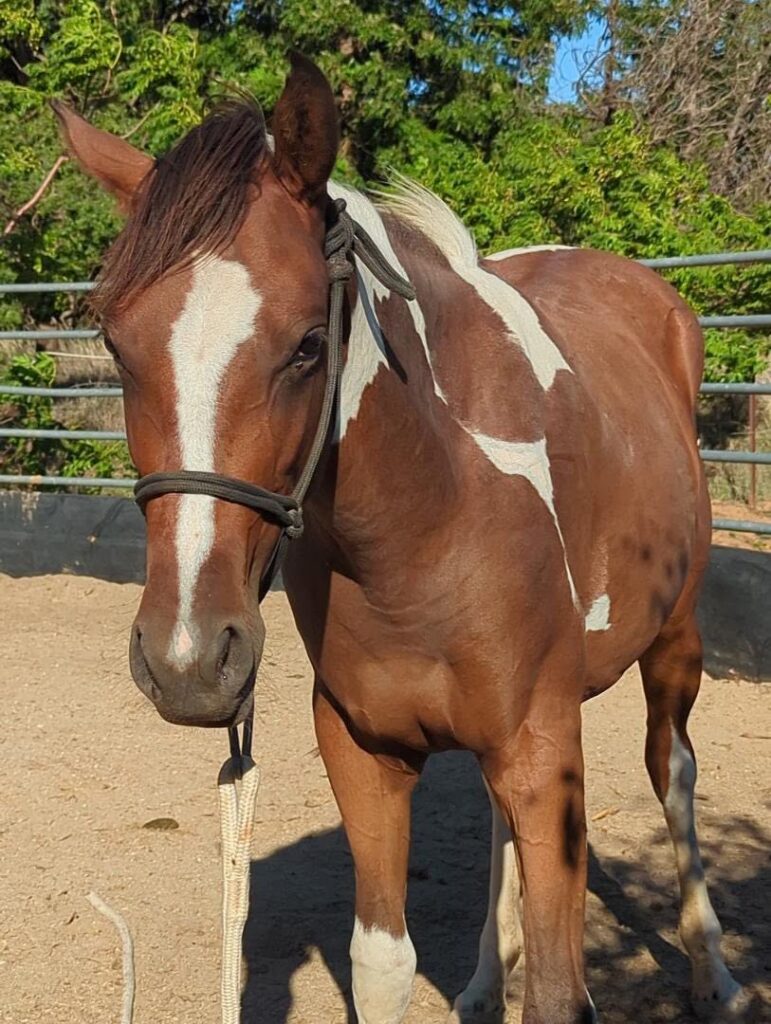 Todd River Downs mare Nyinga, 2026 photo by Angel Tanner