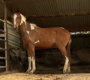 Todd River Downs mare Nyinga, 2026 photo by Angel Tanner