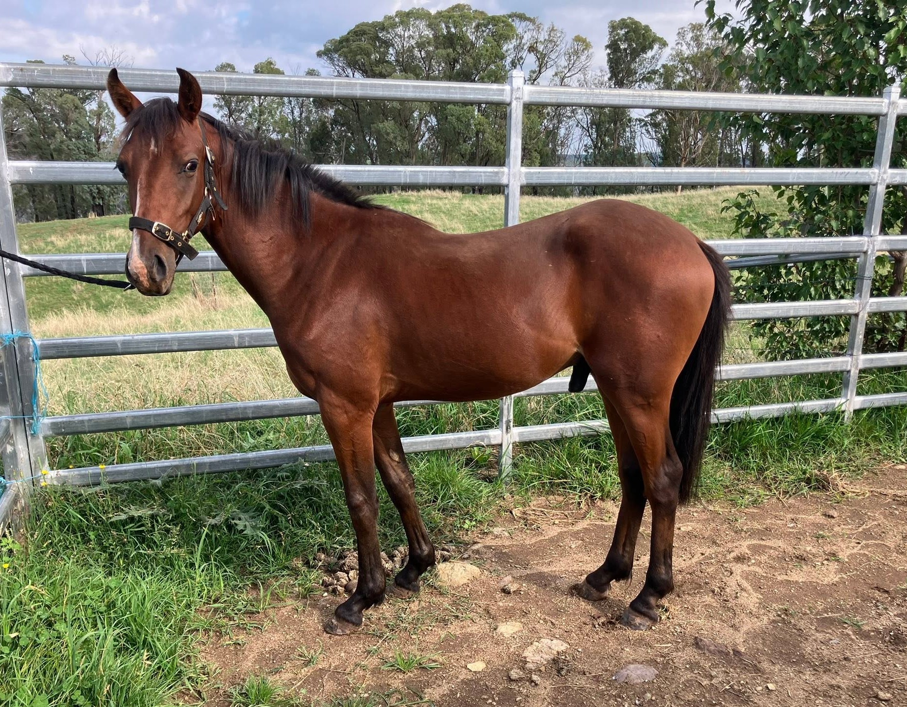 Todd River Downs colt Radar, Lyd May photo 2026