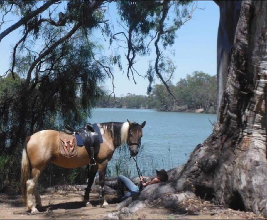 Todd River Downs mare Seraphina, Angel Tanner photo