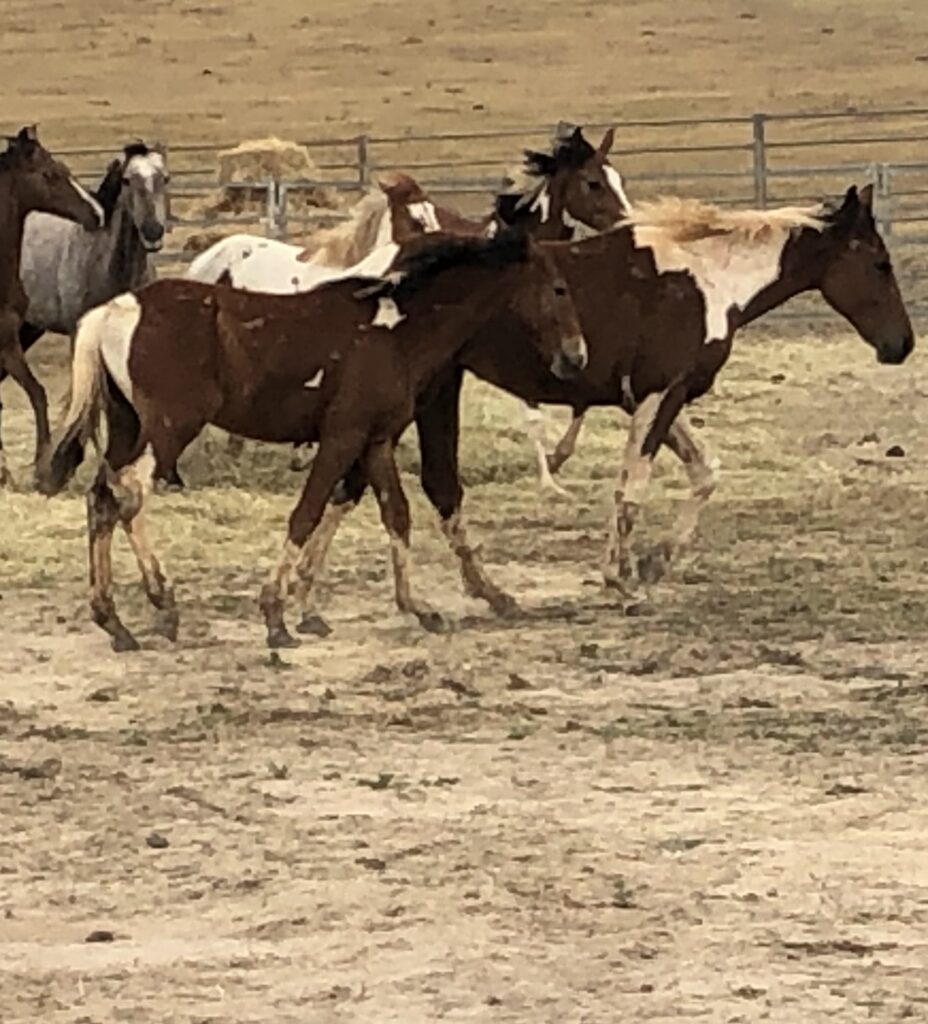 TRD Walers The Brother Boys Shadow & Razor, 2025