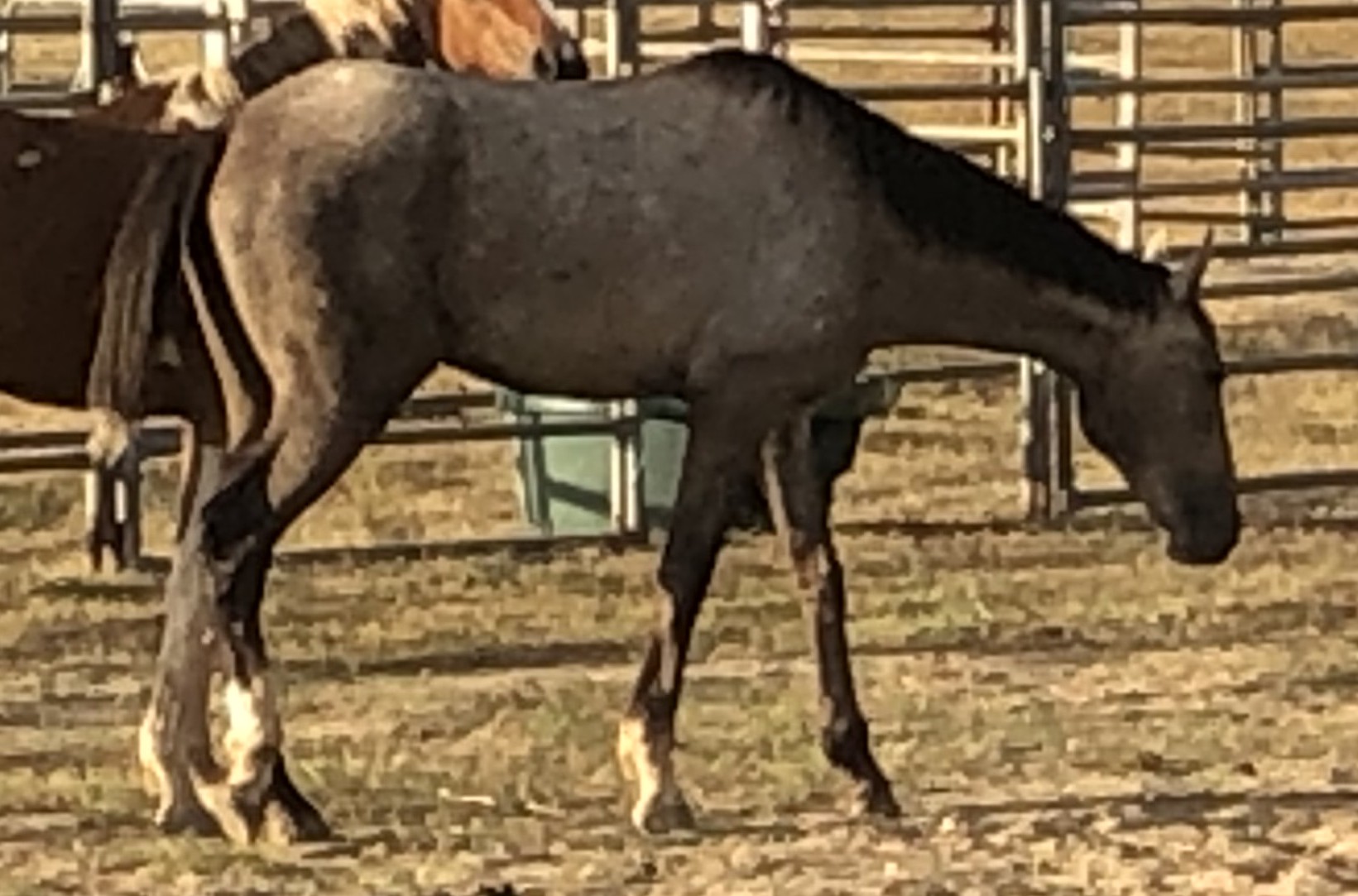 Todd River Downs stallion Svadifari, 2025