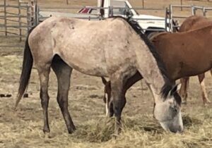 Todd River Downs mare Willow, December 2025