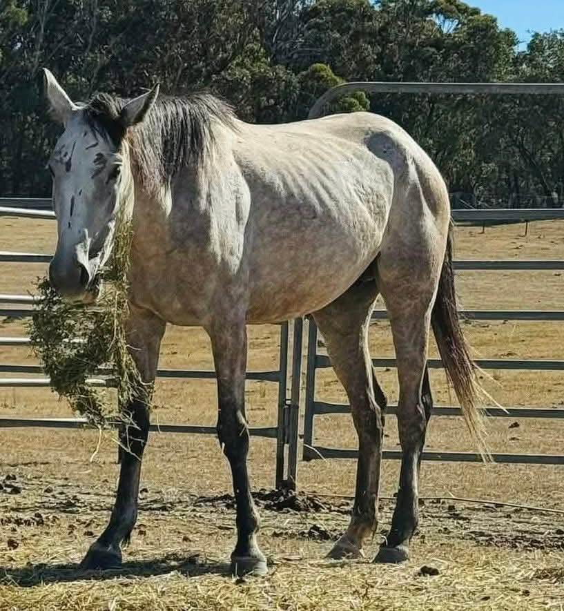 Todd River Downs mare Willow, December 2025