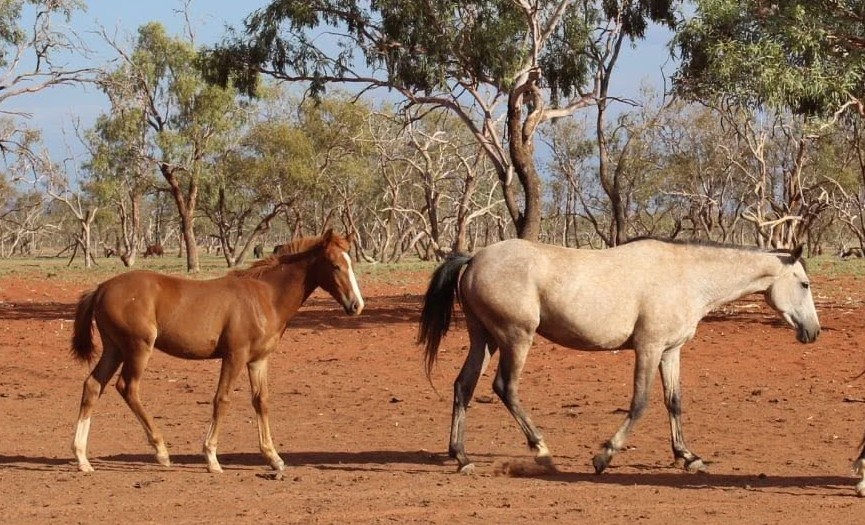 Todd River Downs mare Willow with foal Atoota, December 2025