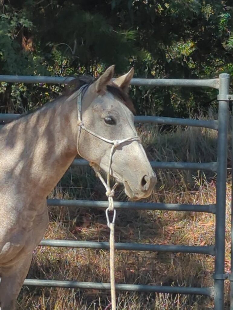 Todd River Downs mare Willow, 2026