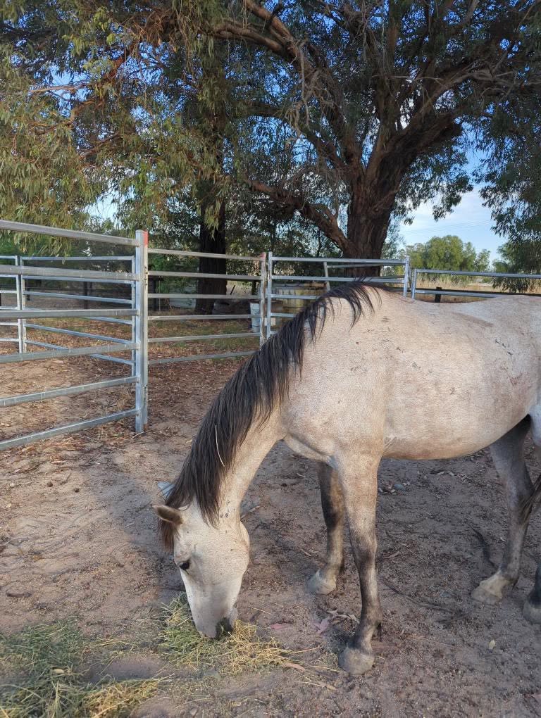 Todd River Downs mare Willow, 2026