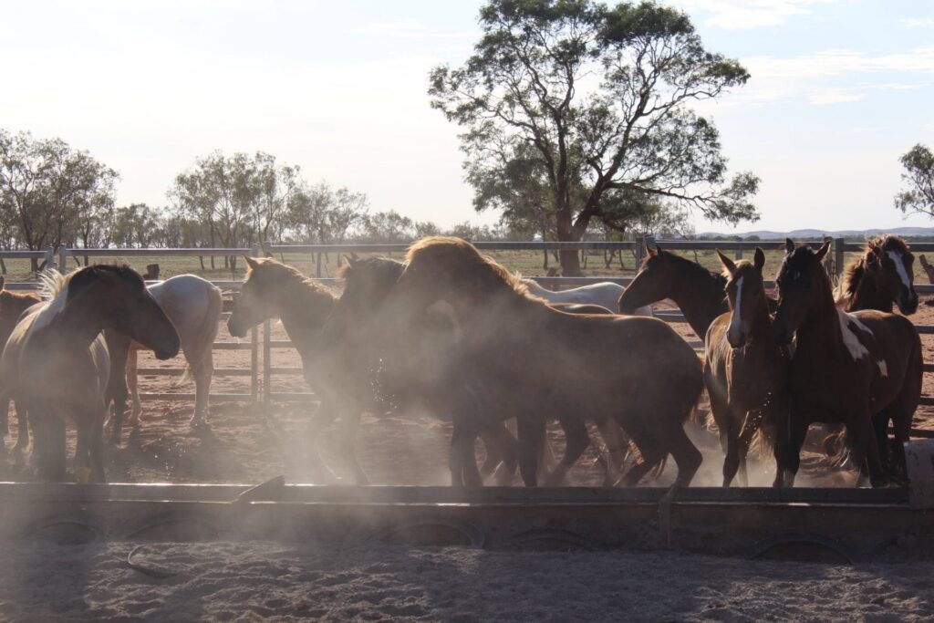 Todd River Downs Walers in yards, December 2025, Fitzpatrick Contracting photo