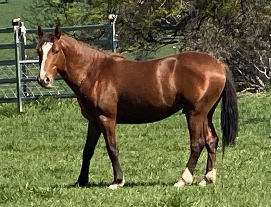 TRD stallion Tanami