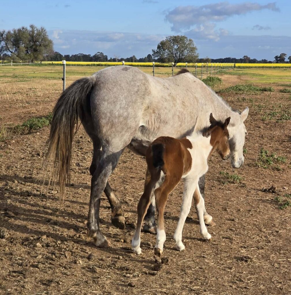 Todd River Downs mare Willow with new colt foal Ra, August 2026, AJ photo