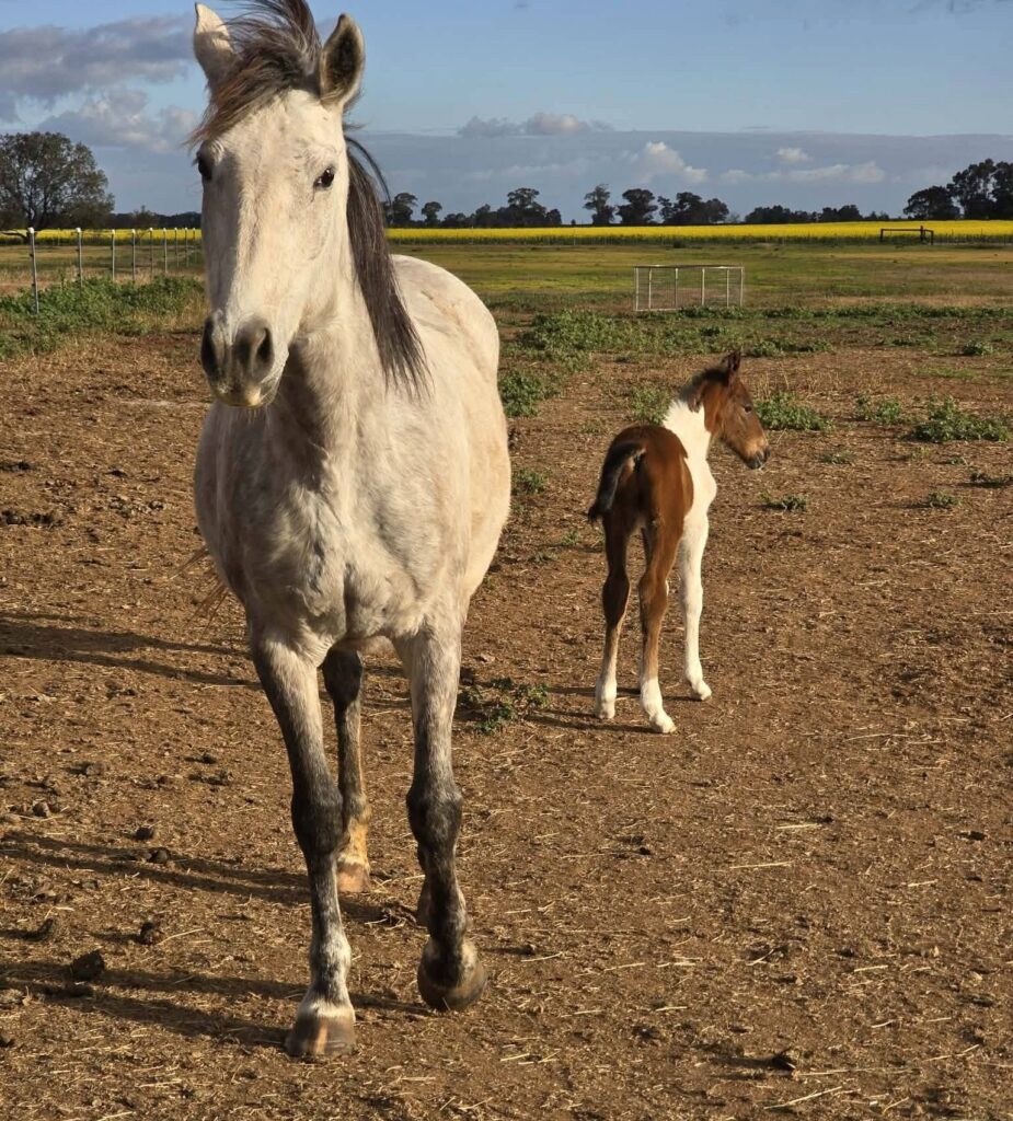 Todd River Downs mare Willow with new colt foal Ra, August 2026, AJ photo