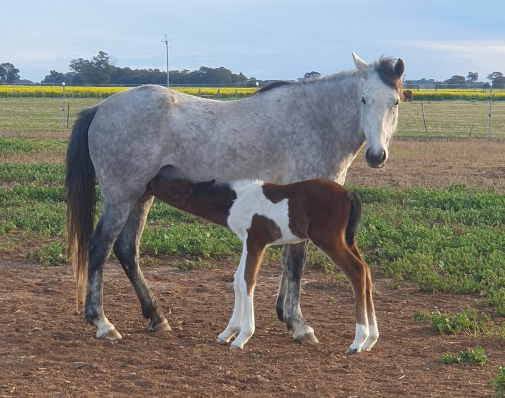 Todd River Downs mare Willow with new colt foal Ra, August 2026, AJ photo