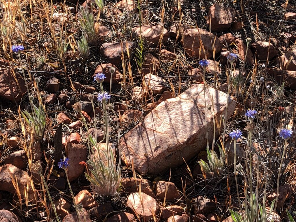 Blue flowers at Newhaven Wildlife Sanctuary NT