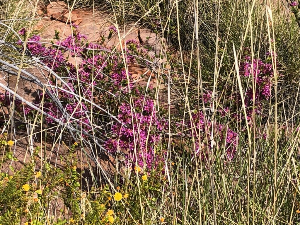 Bright purple flowers at Newhaven Wildlife Sanctuary NT