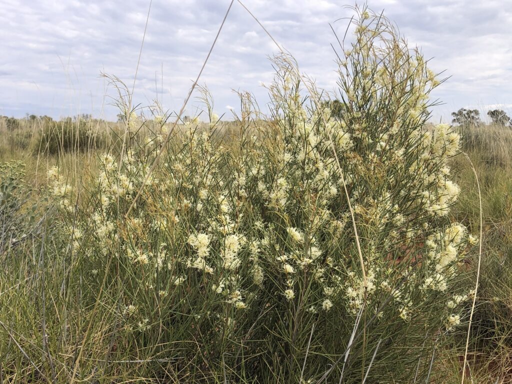 Bush of cream flowers at Newhaven Wildlife Sanctuary NT