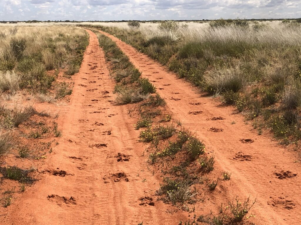 Young camel tracks at Newhaven Wildlife Sanctuary NT