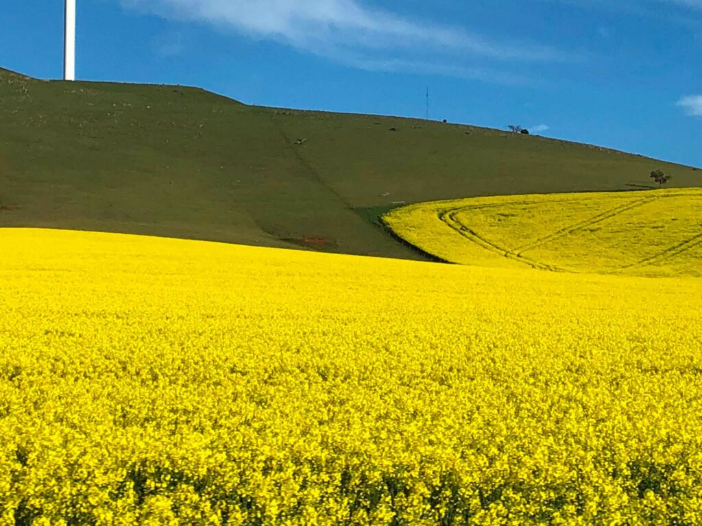 Canola fields in the Flinders Ranges SA, Angela Tiede photo August 2026