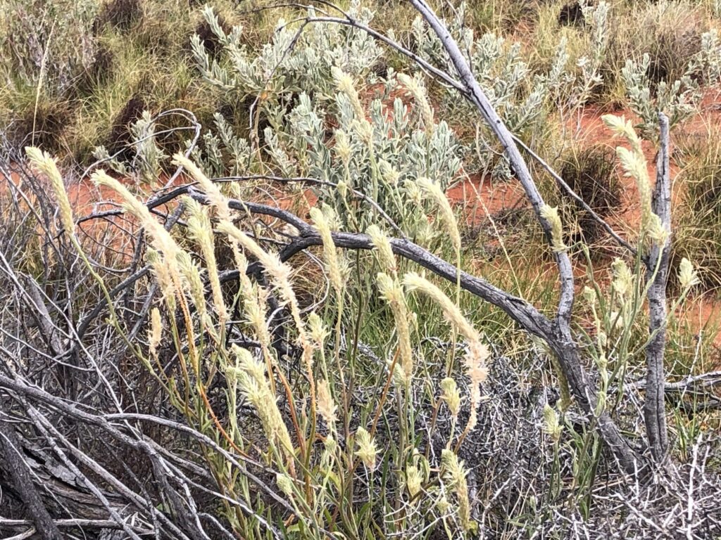Cream brush flowers at Newhaven Wildlife Sanctuary NT