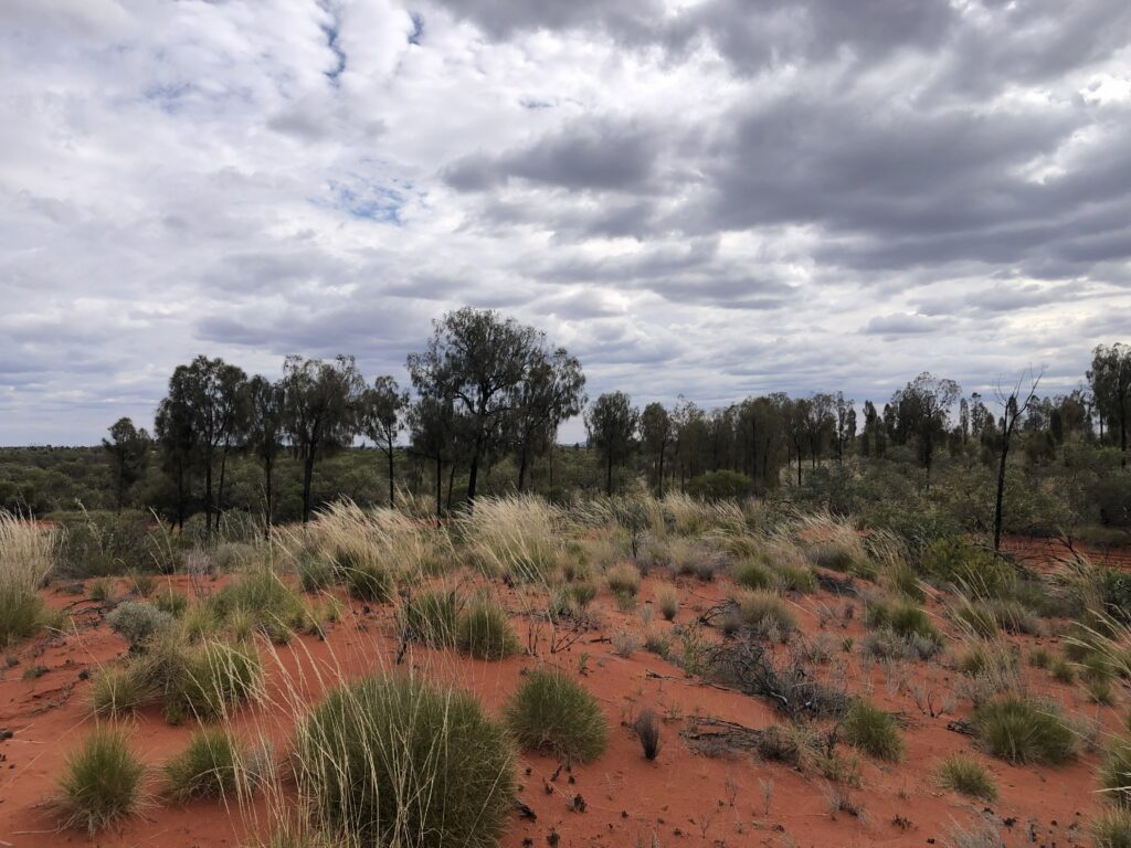 Desert oaks on the dunes at Newhaven Wildlife Sanctuary NT