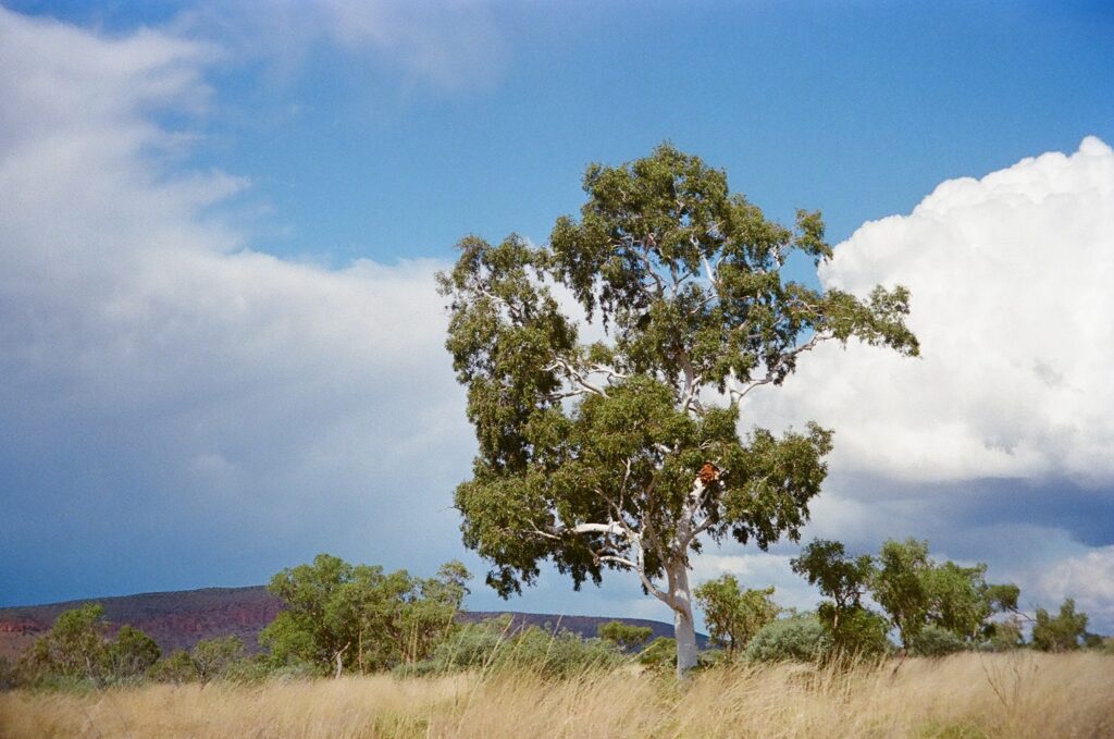 Ghost gum plains at Newhaven Wildlife Sanctuary NT