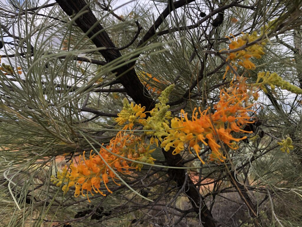 Grevillea flowers at Newhaven Wildlife Sanctuary NT