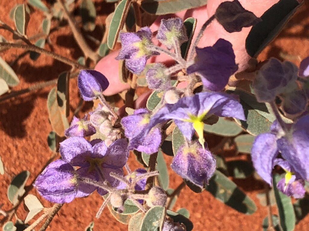 Purple flowers at Newhaven Wildlife Sanctuary NT