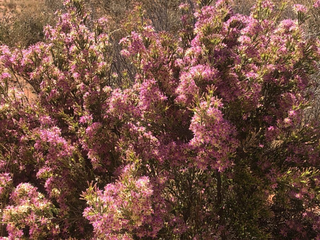 Bush of pink flowers at Newhaven Wildlife Sanctuary NT