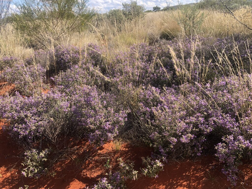Bush of purple flowers at Newhaven Wildlife Sanctuary NT