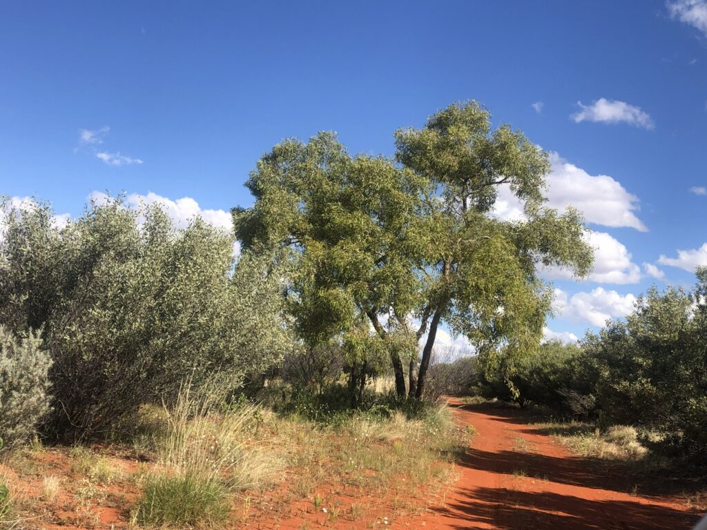 Drive at Newhaven Wildlife Sanctuary NT
